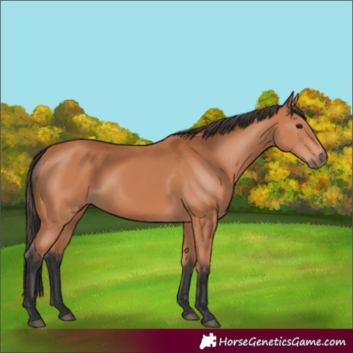 Horse Color:Bay 