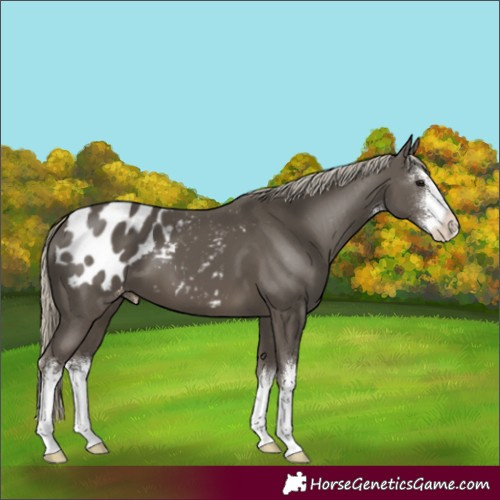 Horse Color:White Spotted Silver Smoky Black Appaloosa 