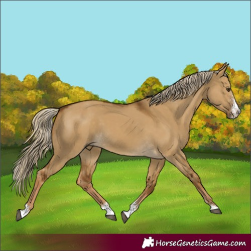 Horse Color:Chocolate Palomino Dun Sabino 
