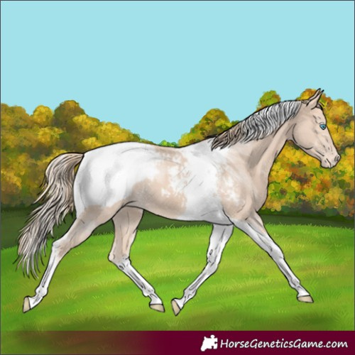 Horse Color:Perlino Tobiano Appaloosa