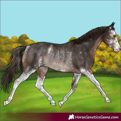 Horse Color:Liver Chestnut Sabino Rabicano