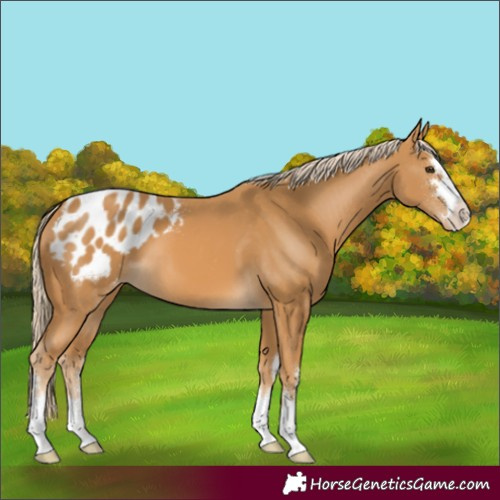 Horse Color:Palomino Appaloosa