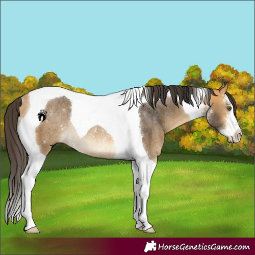 Horse Color:White Spotted Buckskin Tobiano Rabicano 