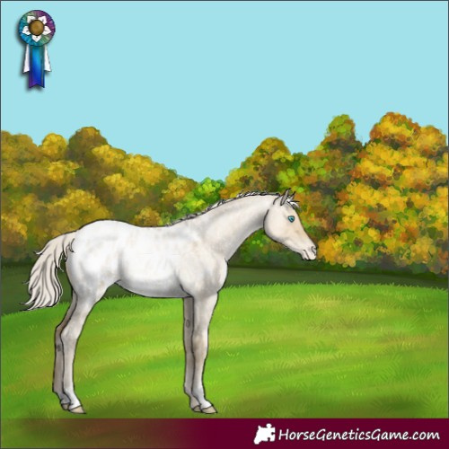 Horse Color:Silver Buckskin Roan Pearl Dun Appaloosa 