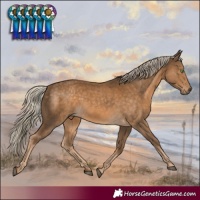 Horse Color:White Spotted Chocolate Palomino 