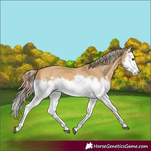 Horse Color:Red Dun Splash  and Palomino Dun Splash 