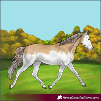 Horse Color:Red Dun Splash and Palomino Dun Splash