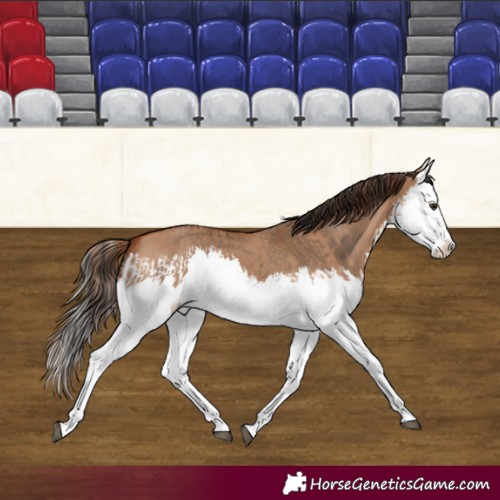 Horse Color:Red Dun Splash and Bay Dun Splash