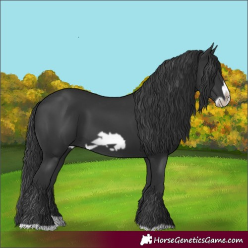 Horse Color:Black Splash Frame 