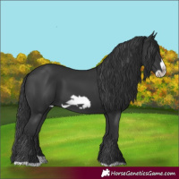 Horse Color:Black Splash Frame 