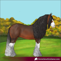 Horse Color:Bay Splash