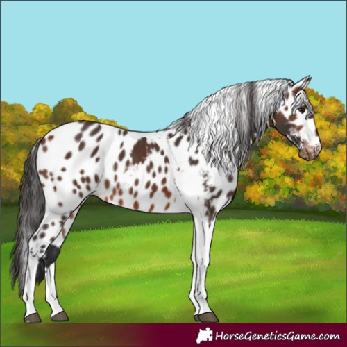 Horse Color:Brown Tobiano Skewed LP Spotted 