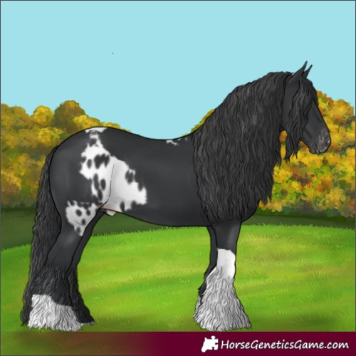Horse Color:Black Tobiano Skewed LP Spotted 