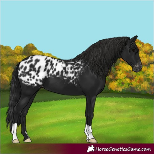 Horse Color:Gray Black Blanket