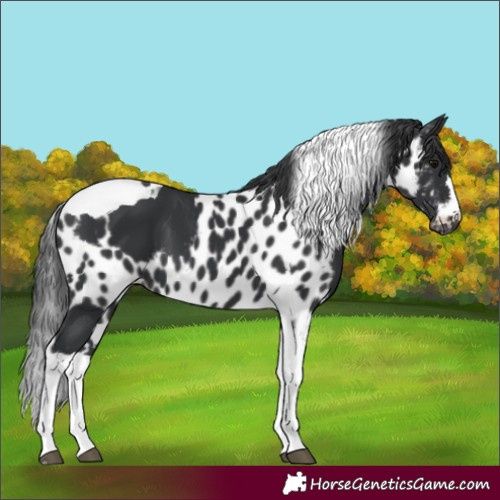 Horse Color:Black Tobiano Skewed LP Spotted 