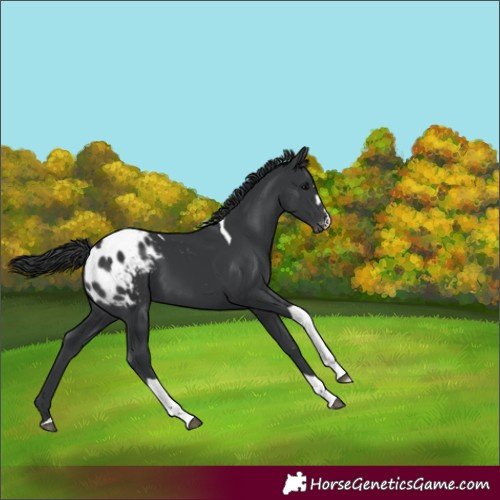 Horse Color:Black Tobiano Appaloosa