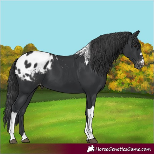 Horse Color:Black Tobiano Blanket