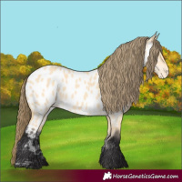 Horse Color:Buckskin Dun Near Leopard 