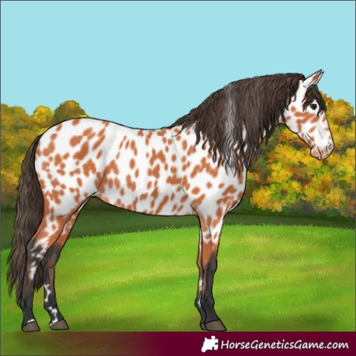 Horse Color:Bay Near Leopard 
