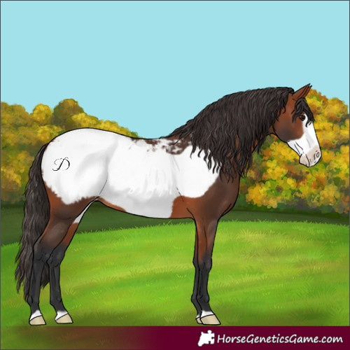 Horse Color:Bay Frame Snowcap 