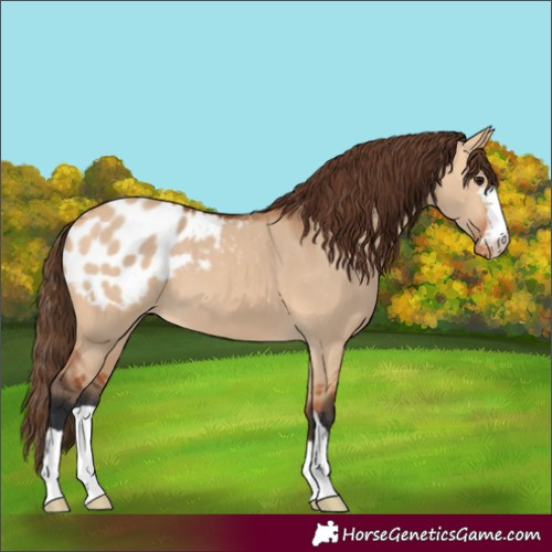 Horse Color:Bay Dun Blanket 