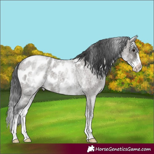 Horse Color:White Spotted Grullo Roan Splash Skewed LP Spotted 