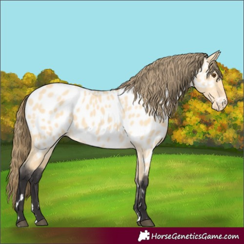 Horse Color:Buckskin Dun Near Leopard 