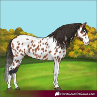 Horse Color:Bay Splash Tobiano Skewed LP Spotted