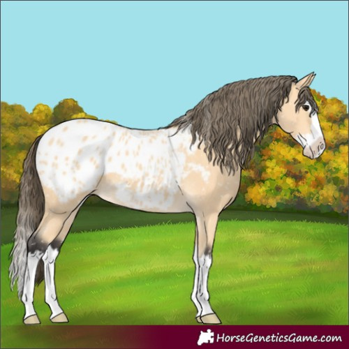 Horse Color:Buckskin Splash Blanket