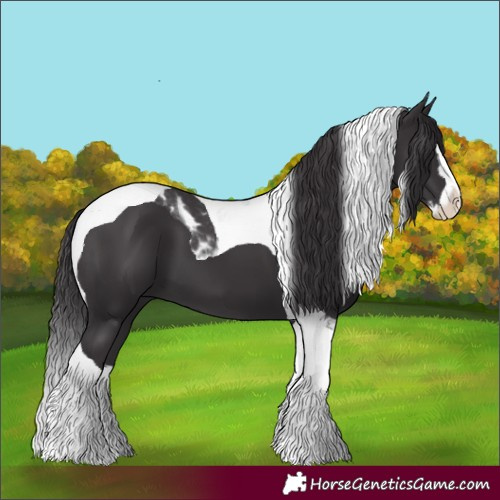 Horse Color:Smoky Black Splash Tobiano