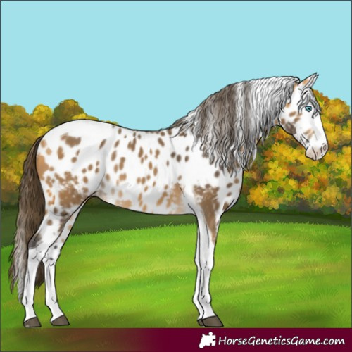 Horse Color:Buckskin Splash Tobiano Skewed LP Spotted 