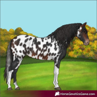 Horse Color:Brown Tobiano Skewed LP Spotted 