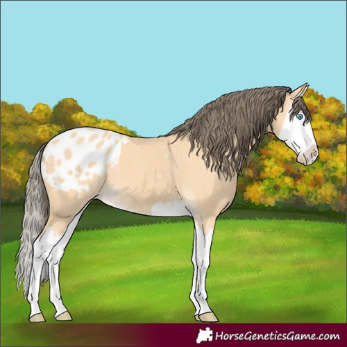Horse Color:Buckskin Splash Blanket 