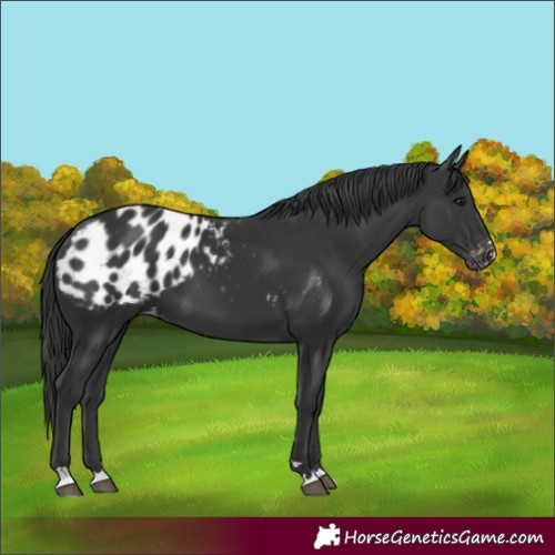 Horse Color:Black Appaloosa 