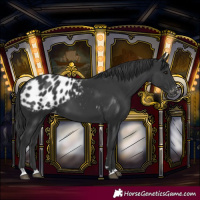 Horse Color:Black Blanket 