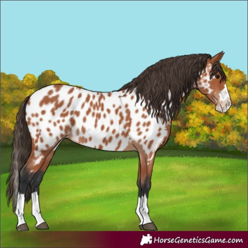 Horse Color:Bay Splash Near Leopard 