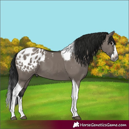 Horse Color:Gray Grullo Splash Tobiano Blanket
