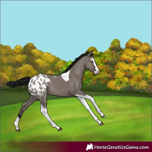 Horse Color:Gray Grullo Splash Tobiano Appaloosa 