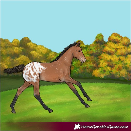 Horse Color:Bay Appaloosa 