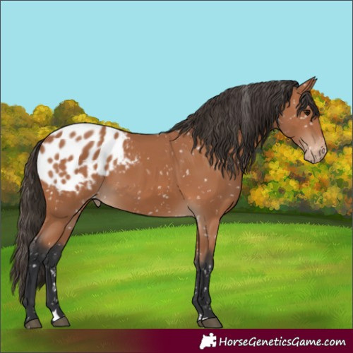 Horse Color:Bay Blanket