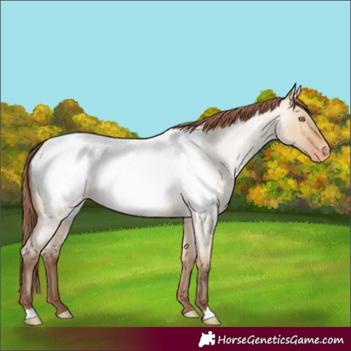 Horse Color:Amber Champagne Roan Dun Near Fewspot 