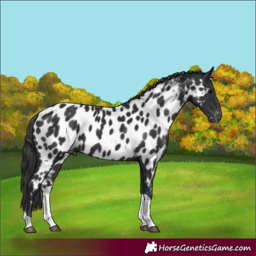 Horse Color:Black Tobiano Appaloosa 