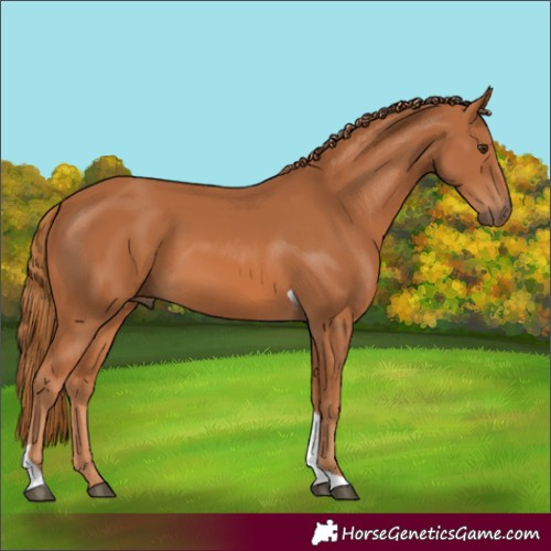 Horse Color:Chestnut Tobiano 