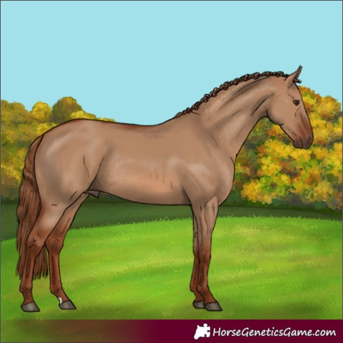 Horse Color:Red Dun Rabicano 