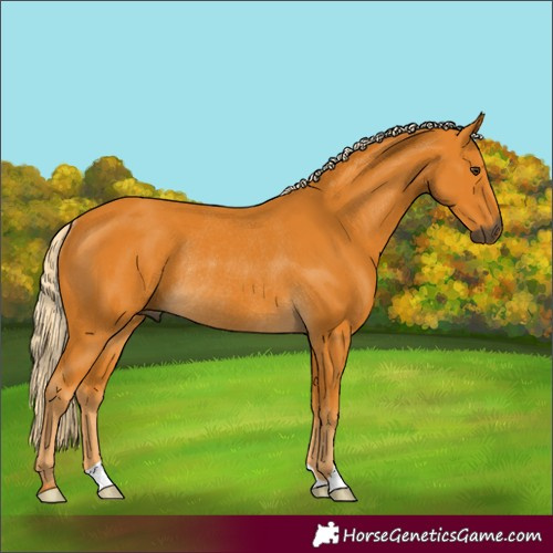Horse Color:Gray Palomino Rabicano 