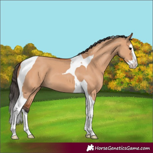 Horse Color:Bay Dun Splash Tobiano