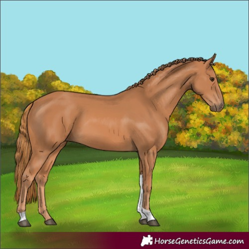 Horse Color:Chestnut Tobiano 