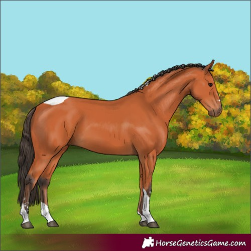 Horse Color:Bay Tobiano