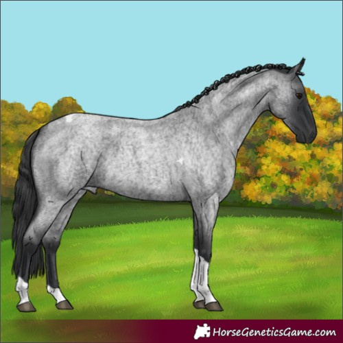 Horse Color:Blue Roan Tobiano Rabicano 