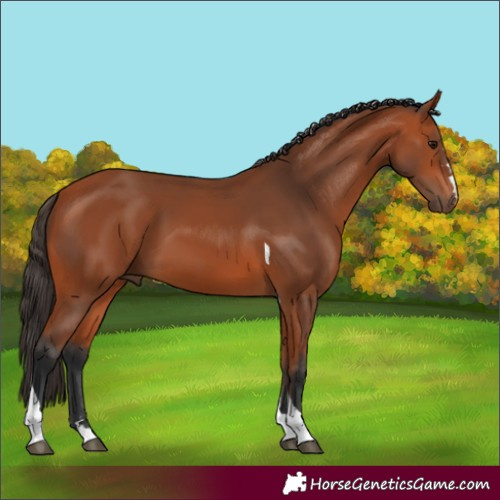 Horse Color:Bay Tobiano 
